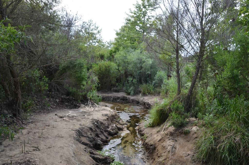 The Creek Was Barely Visible From The Rest Of The Park, But I Did Some Exploring - Photo By Julius Galacki