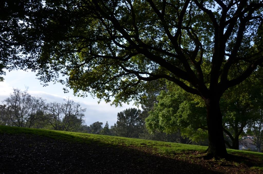 Loved The Tree, The DP Loved The Shade - We Put Maggie Rintala, The Woman In The Park Here - Photo By Julius Galacki